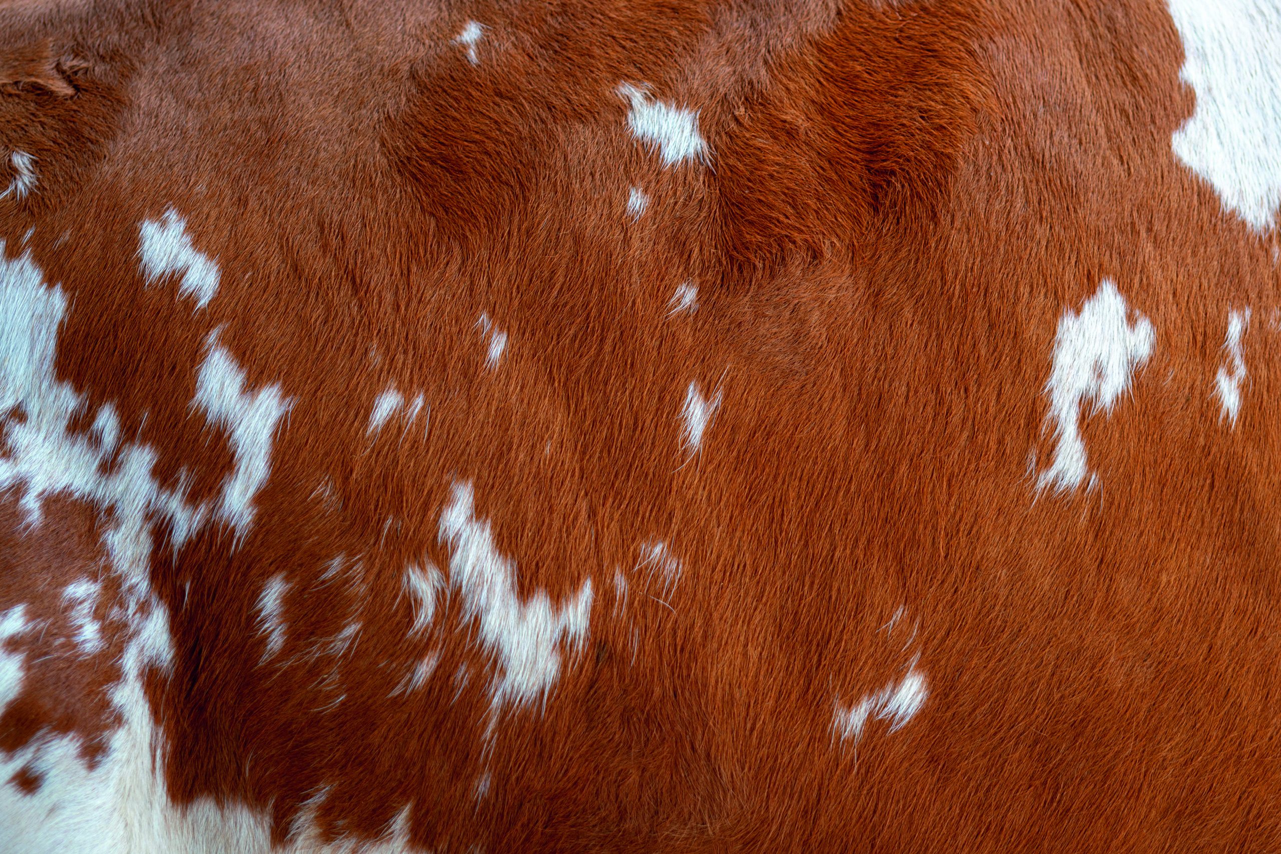 Texture of a brown Cow Coat. Fragment. White and brown spots.