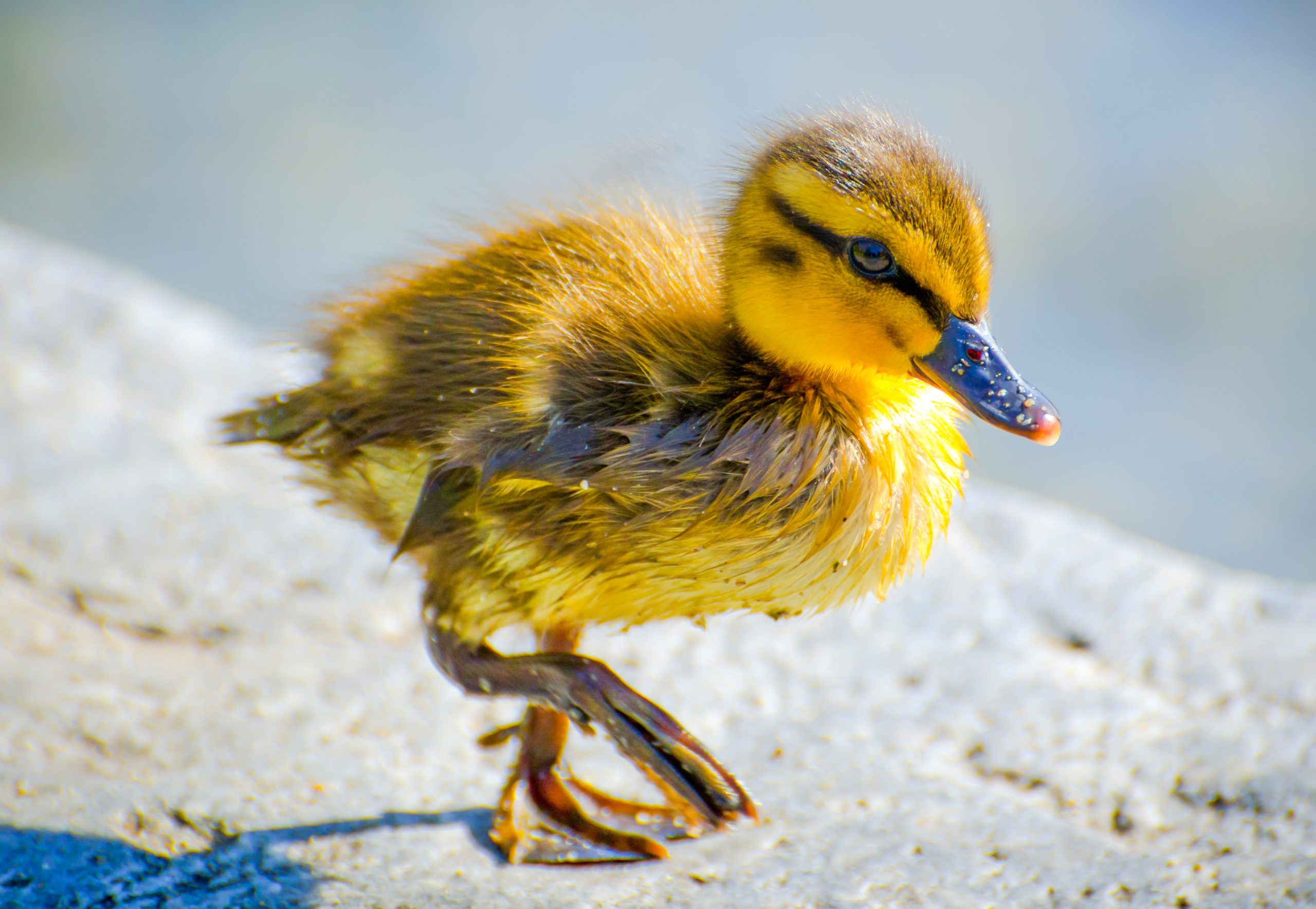 Closeup of a small yellow duck on the ground under the sunlight with a blurry background